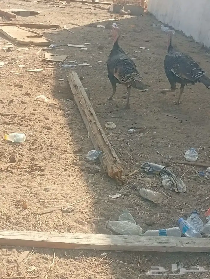 ديك رومي عمره سنه ونص 6