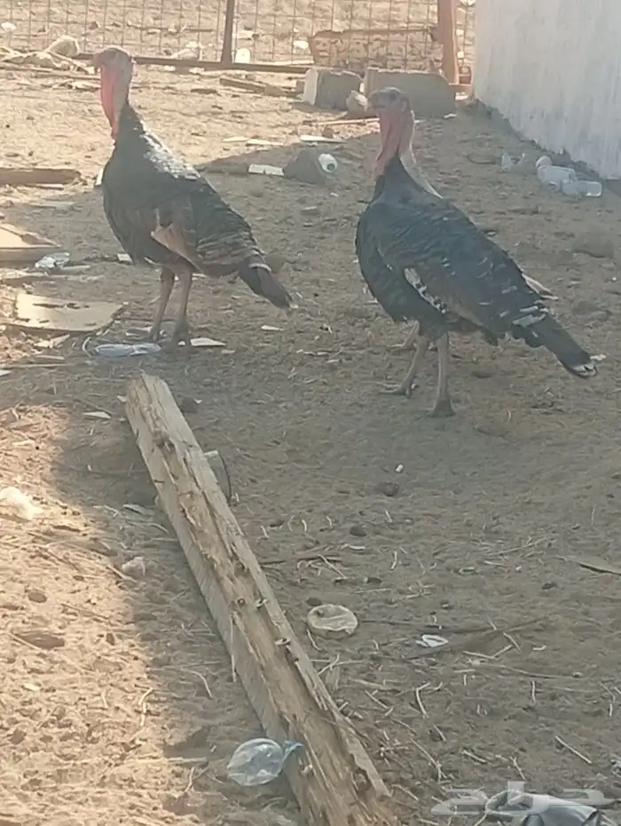 ديك رومي عمره سنه ونص 9