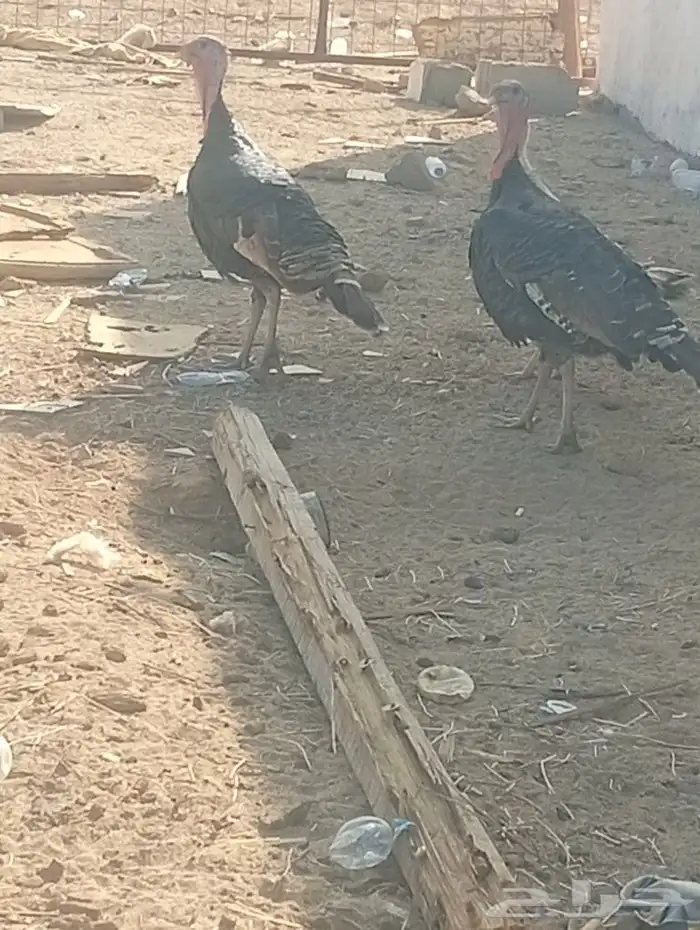 ديك رومي عمره سنه ونص 8