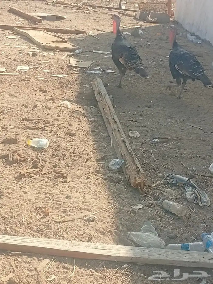 ديك رومي عمره سنه ونص 7