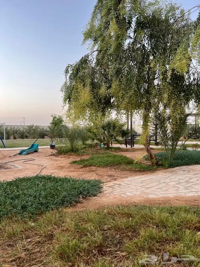 استراحه للايجار اليومي بالقديه ضرما 400 17