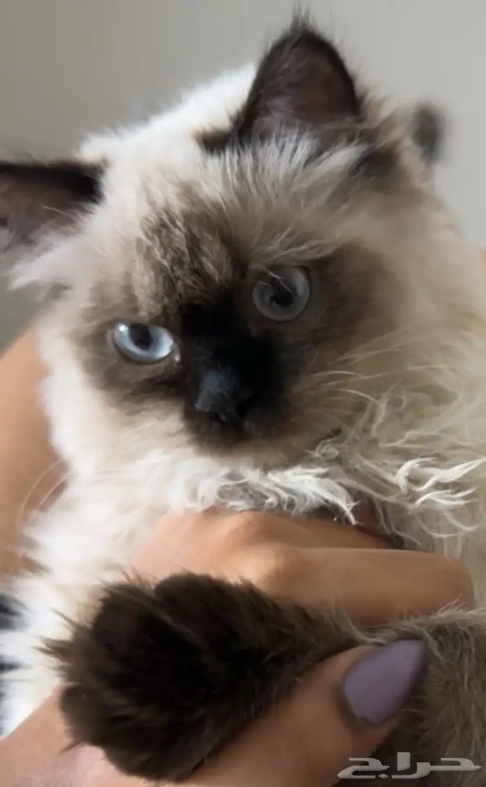 قط تبيني يجنن 2