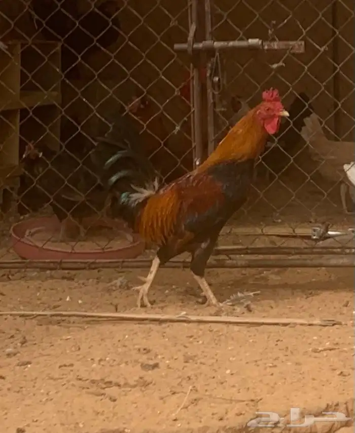 ديك عربي اصيل 3