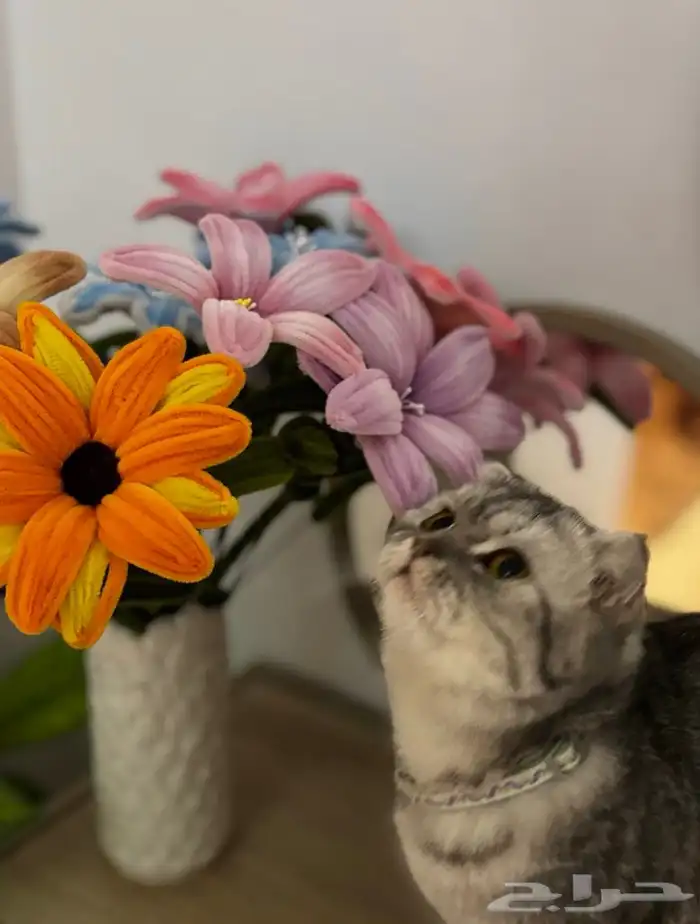 قطوه سكوتش فولد للبيع 0