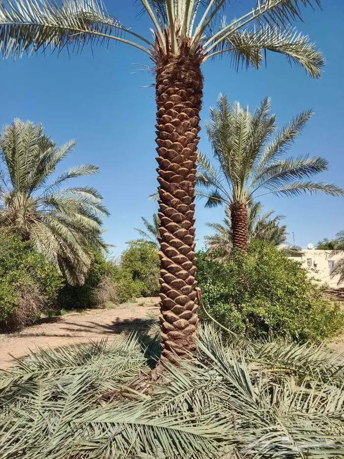 نخل للبيع مقاسات متفرقه نخل للبيع جده مكه الطايف 9