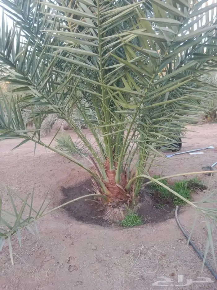 نخل للبيع مثمر 1