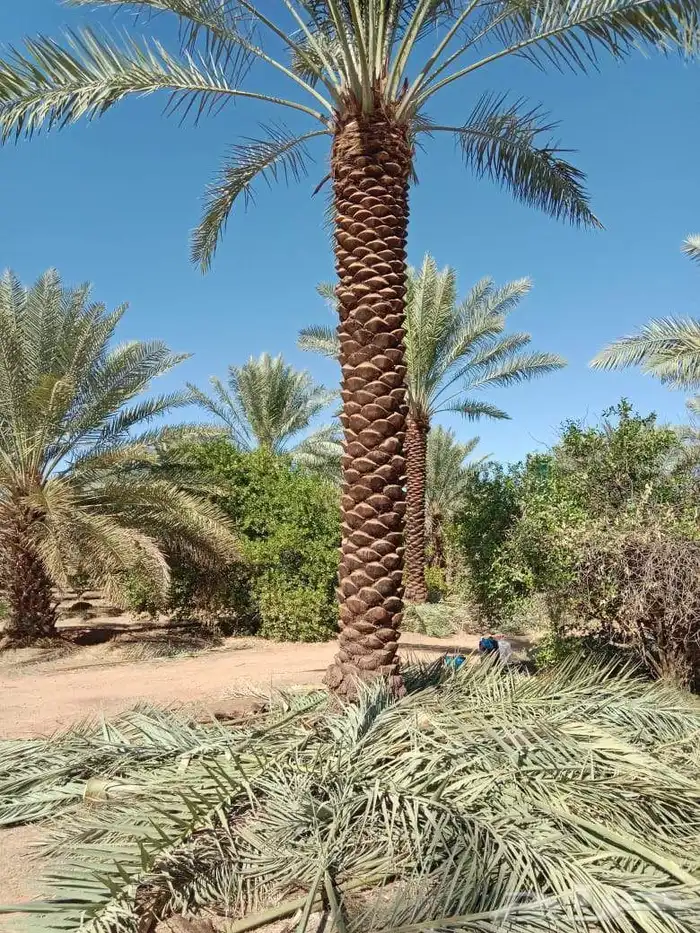 نخل للبيع مقاسات متفرقه نخل للبيع جده مكه الطايف 3