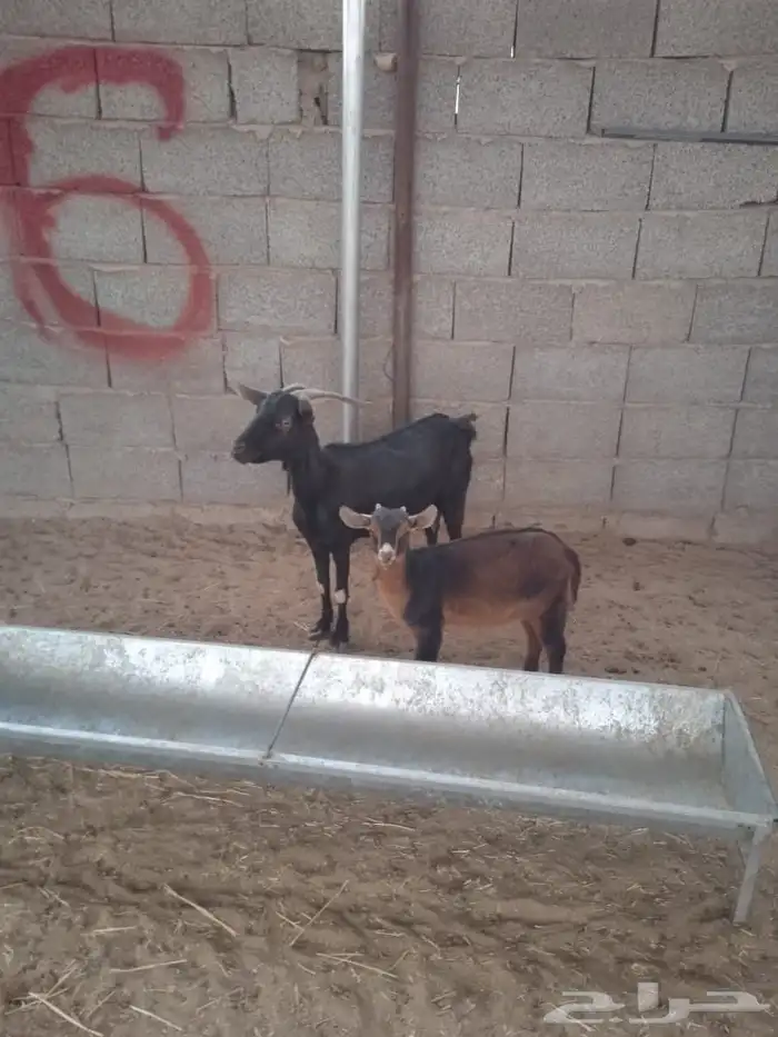 ماعز جنوبي متابيع 0