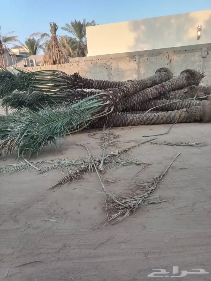 نخل للبيع مثمر 0