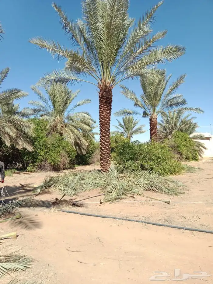 نخل للبيع مقاسات متفرقه نخل للبيع جده مكه الطايف 7