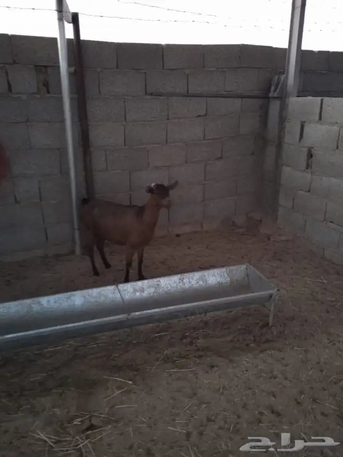 ماعز جنوبي متابيع 3