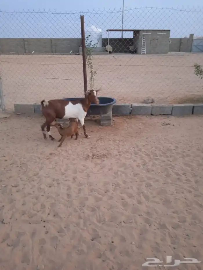 ماعز جنوبي متابيع 2