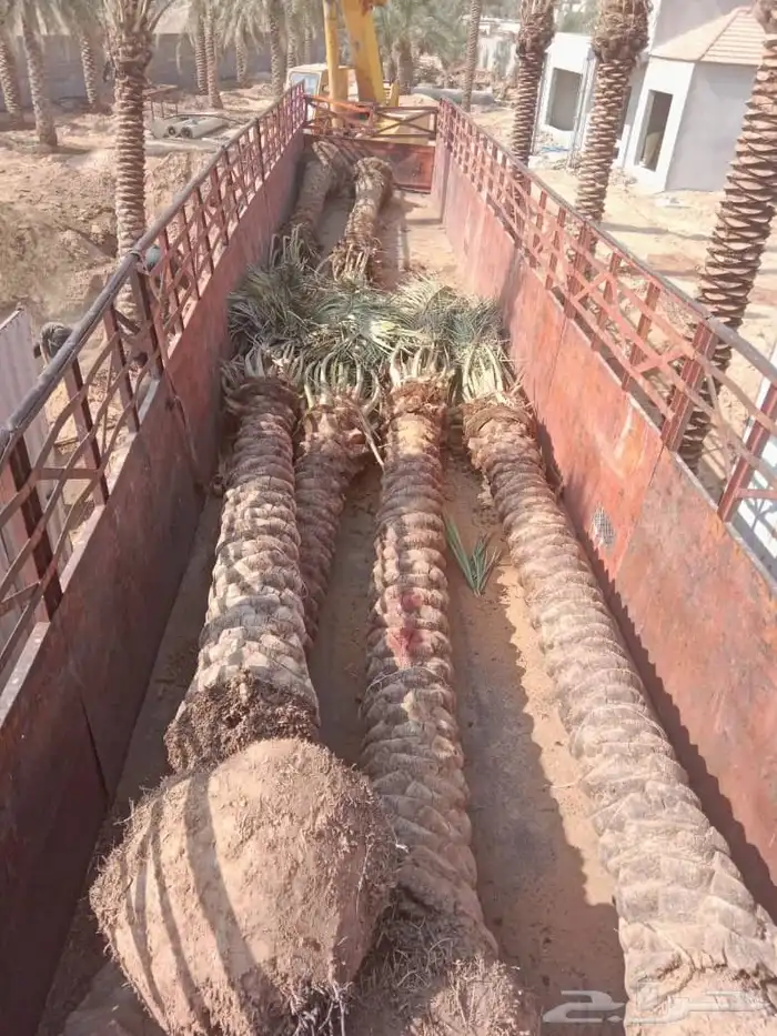 نخل للبيع مثمر 2