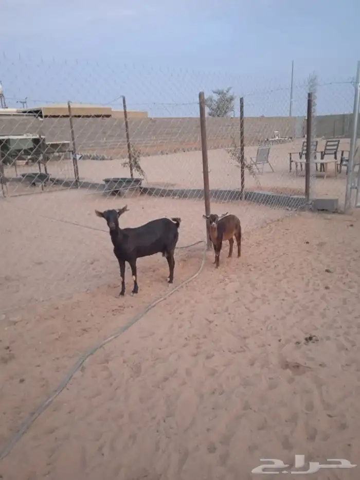 ماعز جنوبي متابيع 1