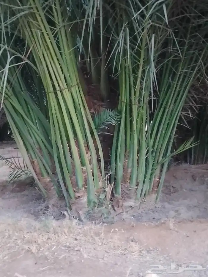 يوجد لدينا نخل عربي قلع وغرس و توريد 9