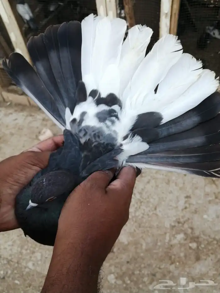 سكاي كتر الاوكراني 4