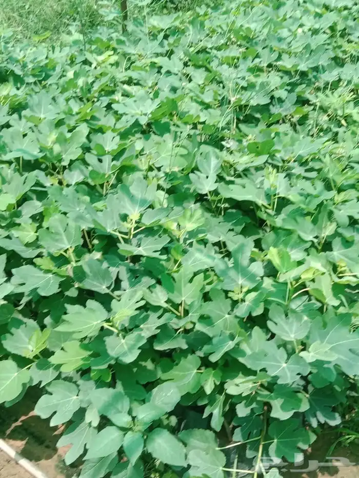 شتلات تين وشتلات قهوه 0