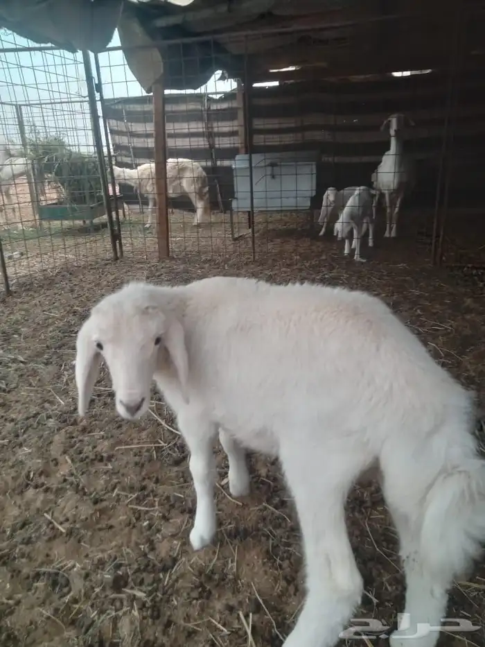 شمال المذنب 0