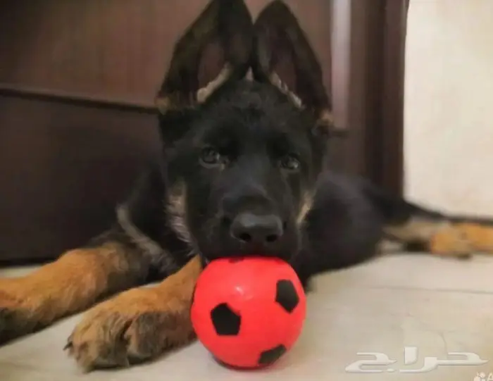 جيرمان شيبرد بنات من روسيا 2