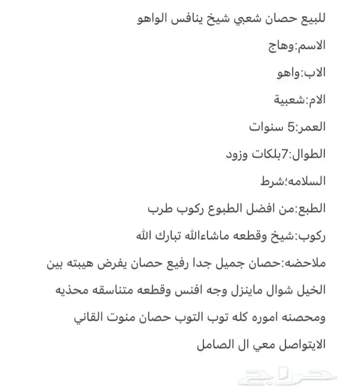 للبيع حصان شعبي شيخ 1