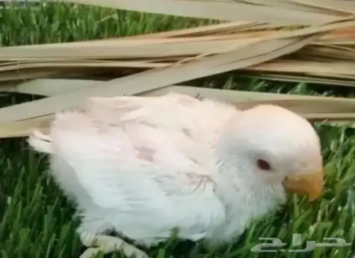 فرخ روز البينو جامبو 0