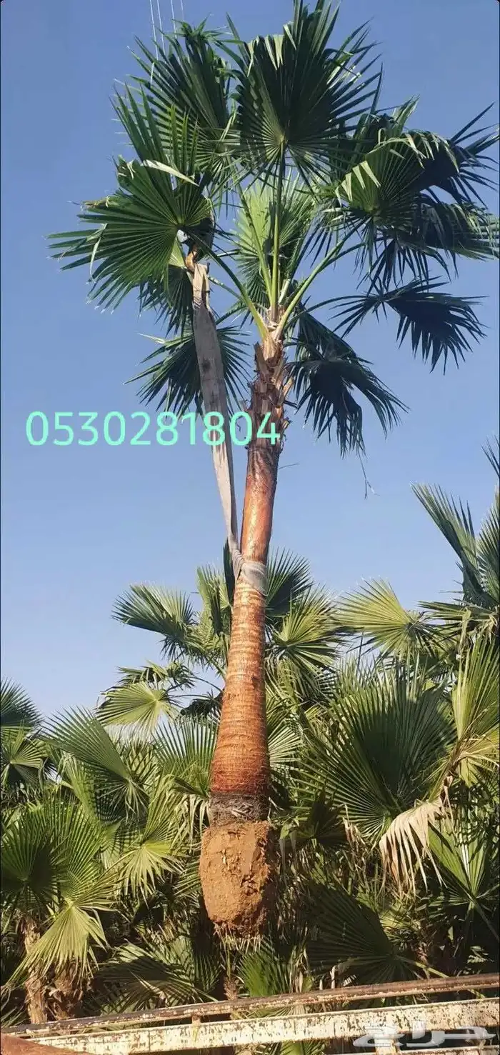 نخل واشنطني 053.028.1804 3