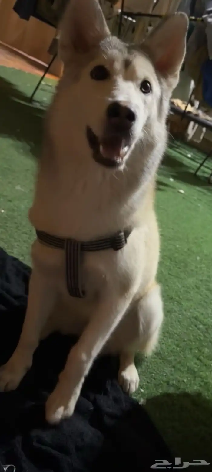 وهاسكي عمرها ثمنيه شهور واسماها لوكا والأنثى 1