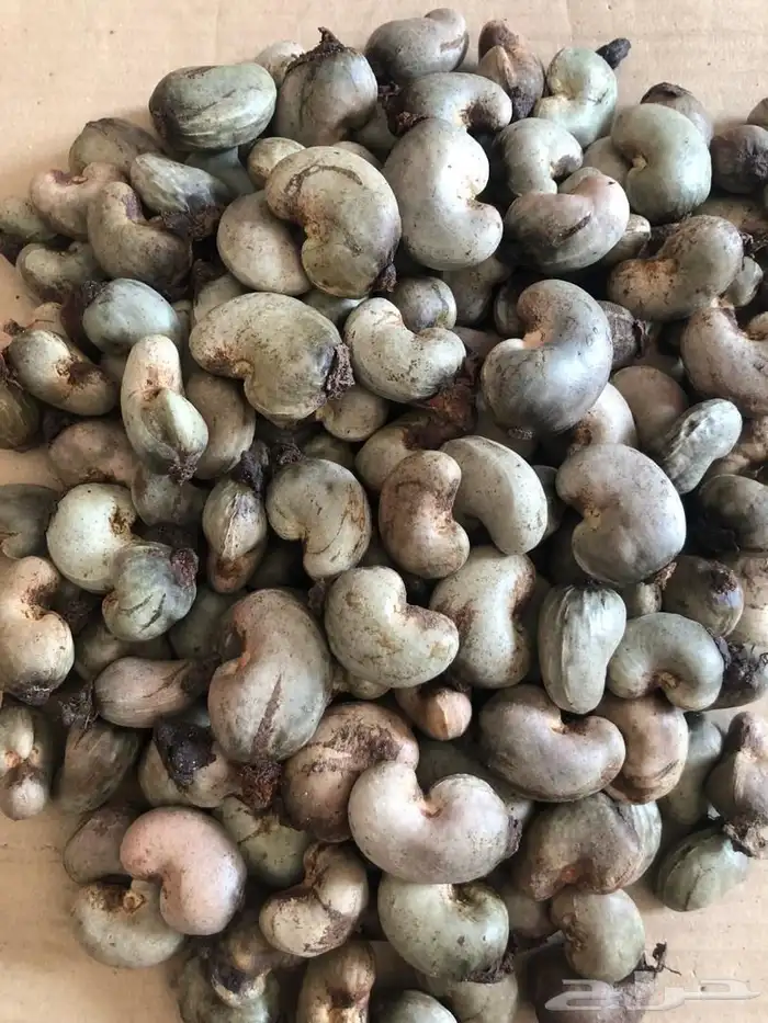 كاجو خام موجود بالرياض للبيع 1