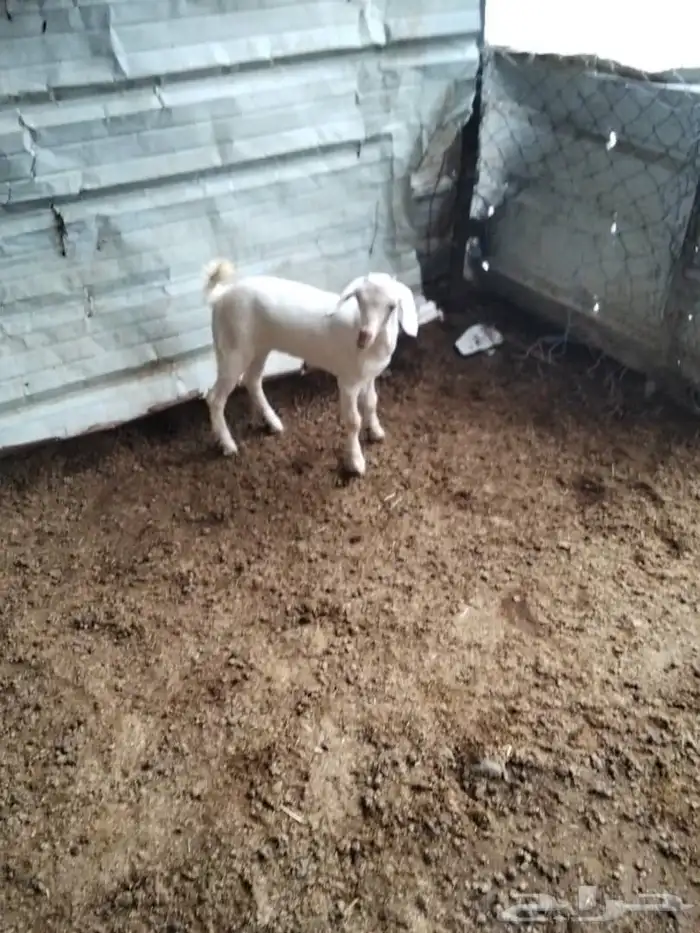 جفرة برصا عمرها حول الشهرين 2