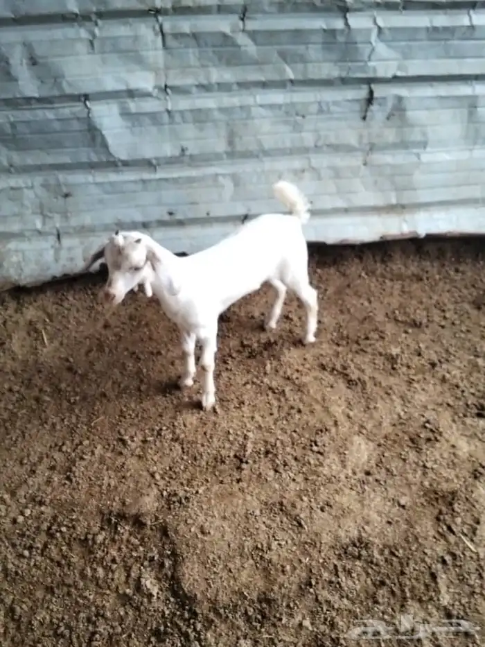 جفرة برصا عمرها حول الشهرين 0