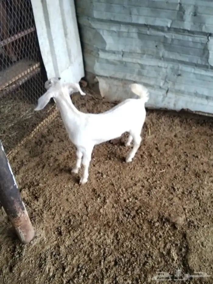 جفرة برصا عمرها حول الشهرين 1