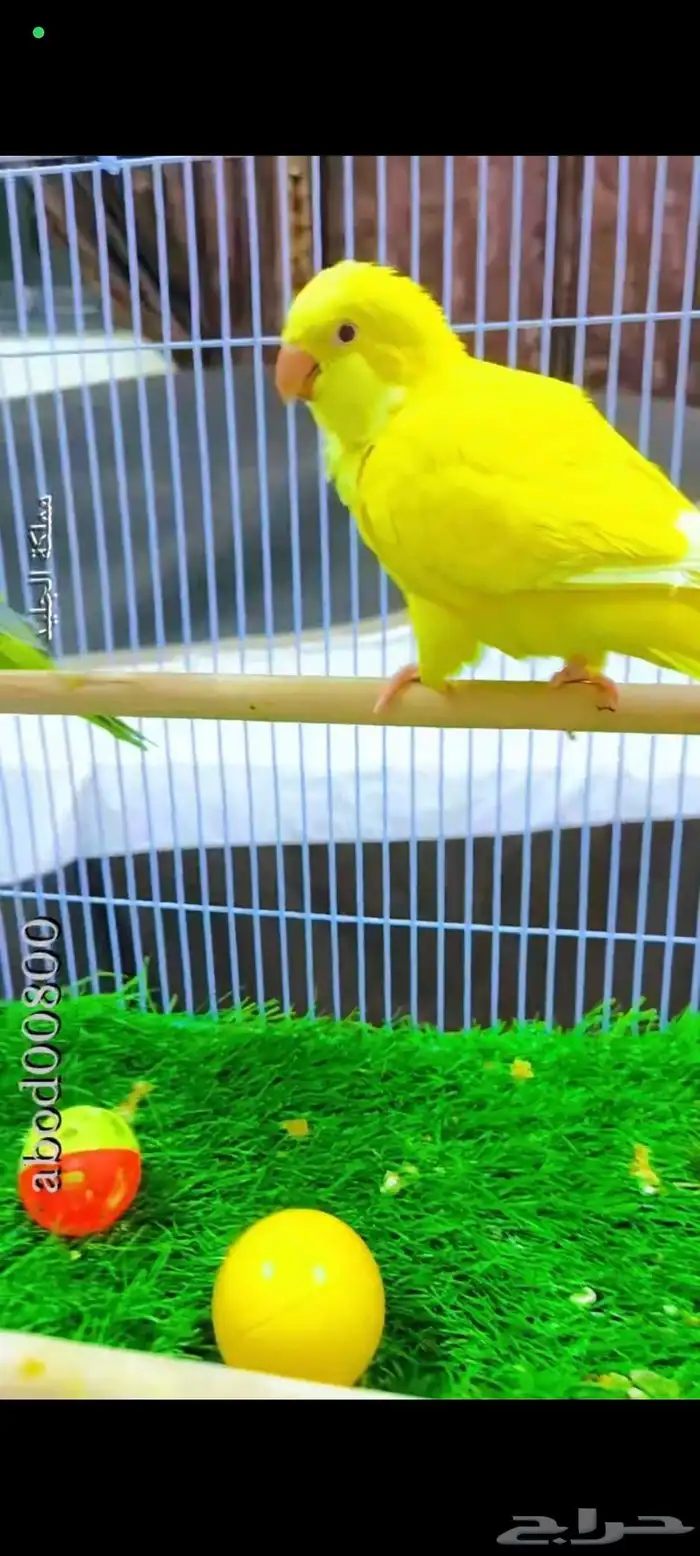 كويكر لاتينو اليف جدا وحجم سوبر جامبو انتاج محلي 1