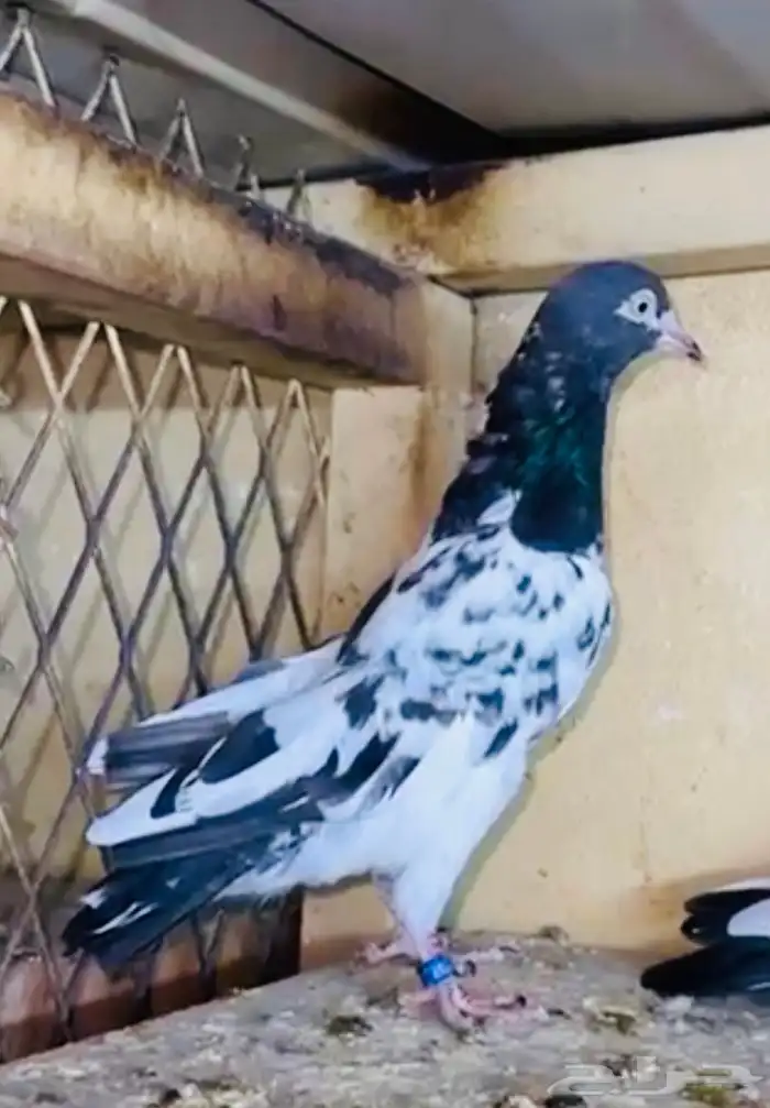 جوز أساس سيت ولا 2