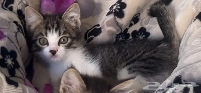 قطط للتبني 1