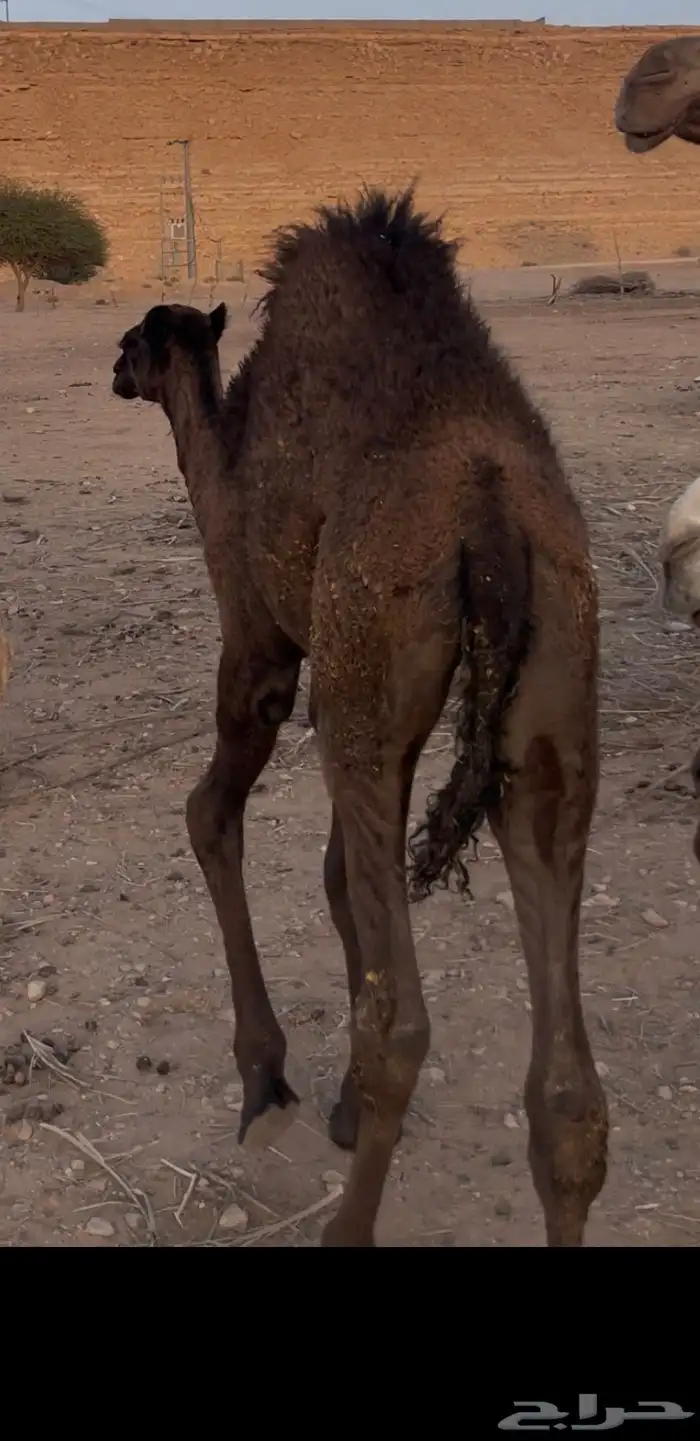 قعود مجهم طايش عمره 5 شهور 0