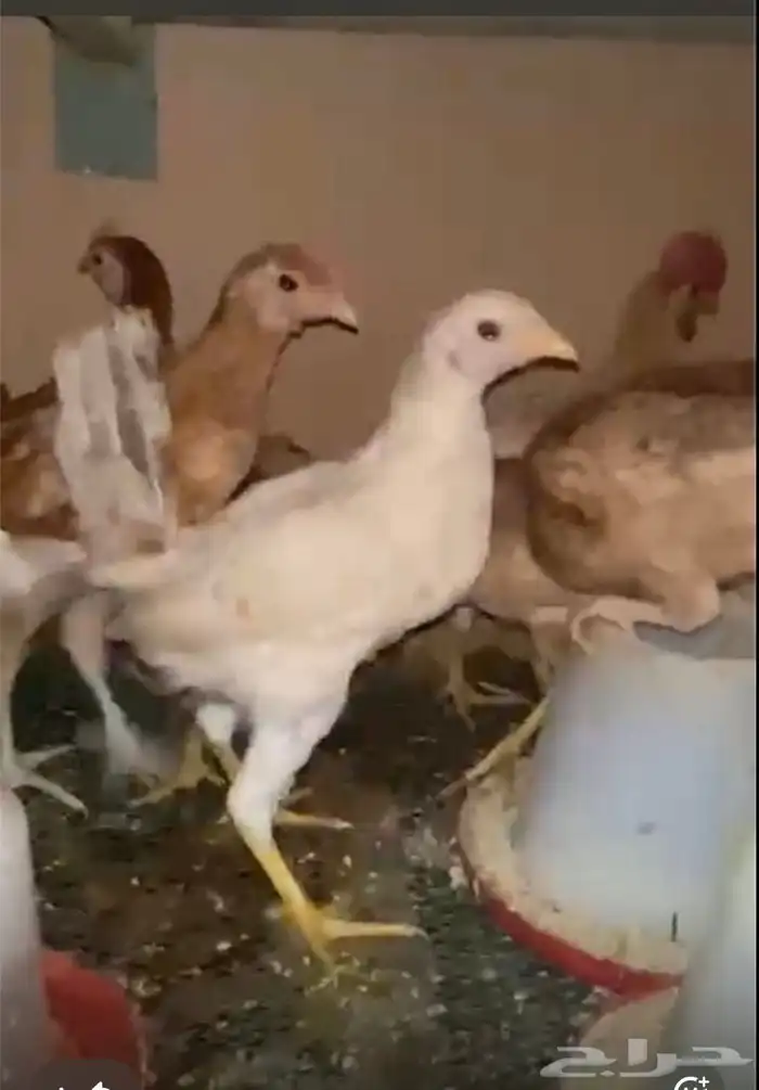 دجاج بلدي صحة الحمدلله شرط 0