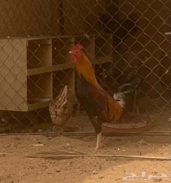 ديك عربي اصيل 4