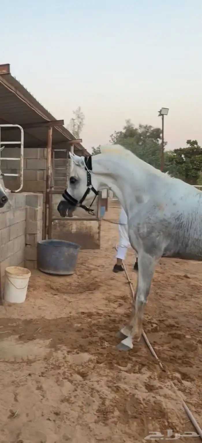 حصان واهو والبيع شعبي 2