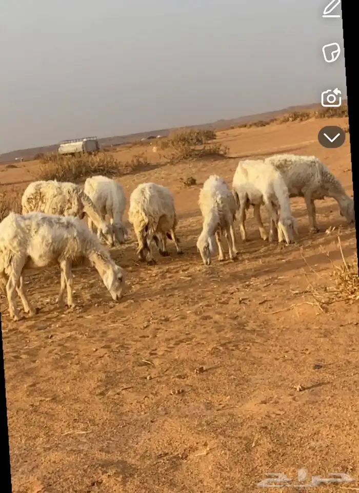 غنم حريات عددها 7 دفيع صحتها شرط غنم بر طيبه 0