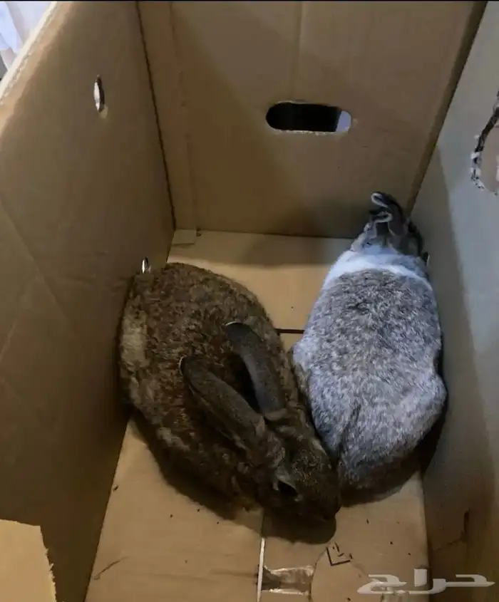 ارانب للبيع زوج 3