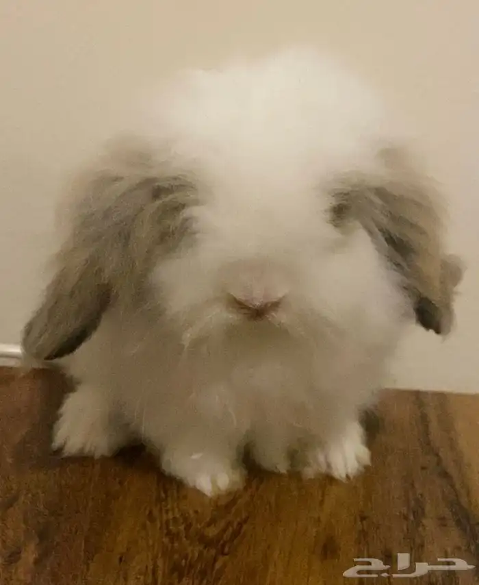 ارنوب هولاند لوب 0