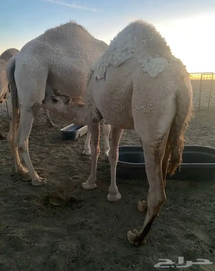 حواره فاخره حليب م فردت 2