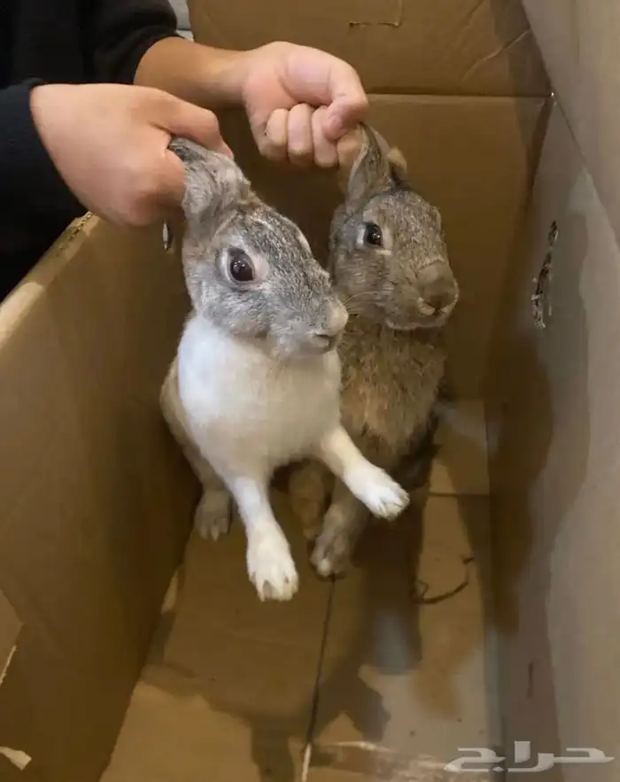 ارانب للبيع زوج 0