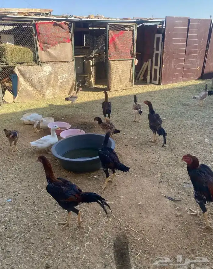 ديك و دجاج شامو يباني للبيع 9