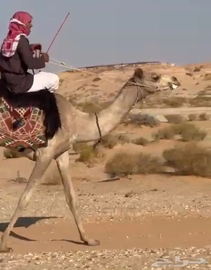 ركبي للبيع 2