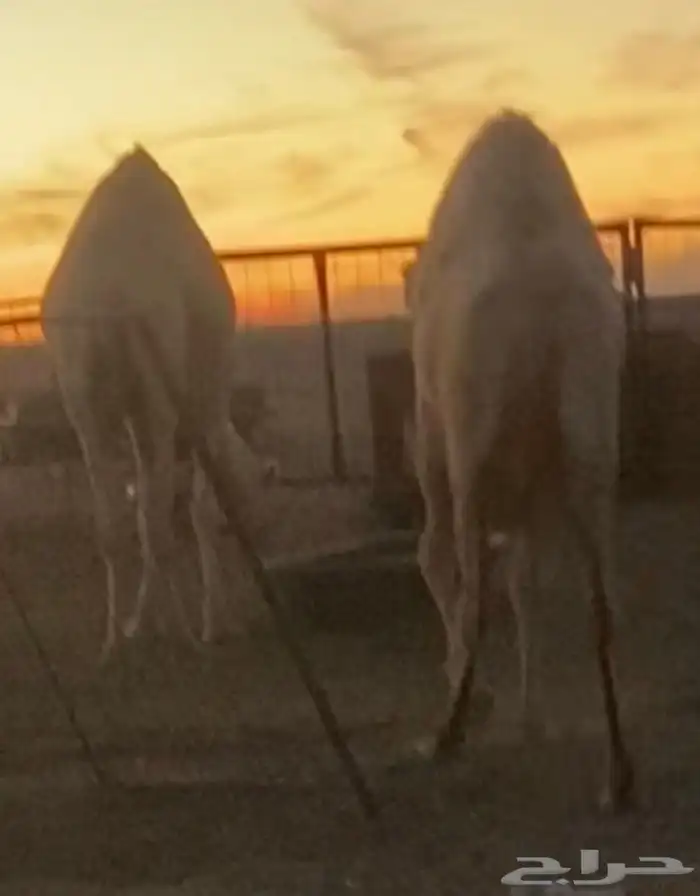 حواره فاخره حليب م فردت 0