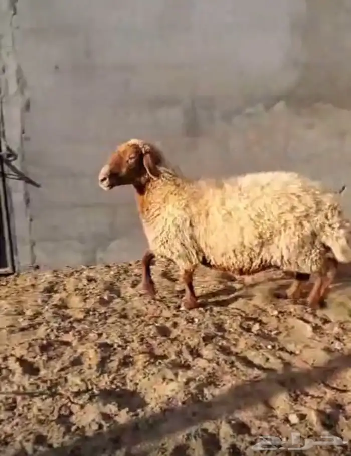 للبيع نعجة دفع شهرين ونص على السوم السند صفاء 0