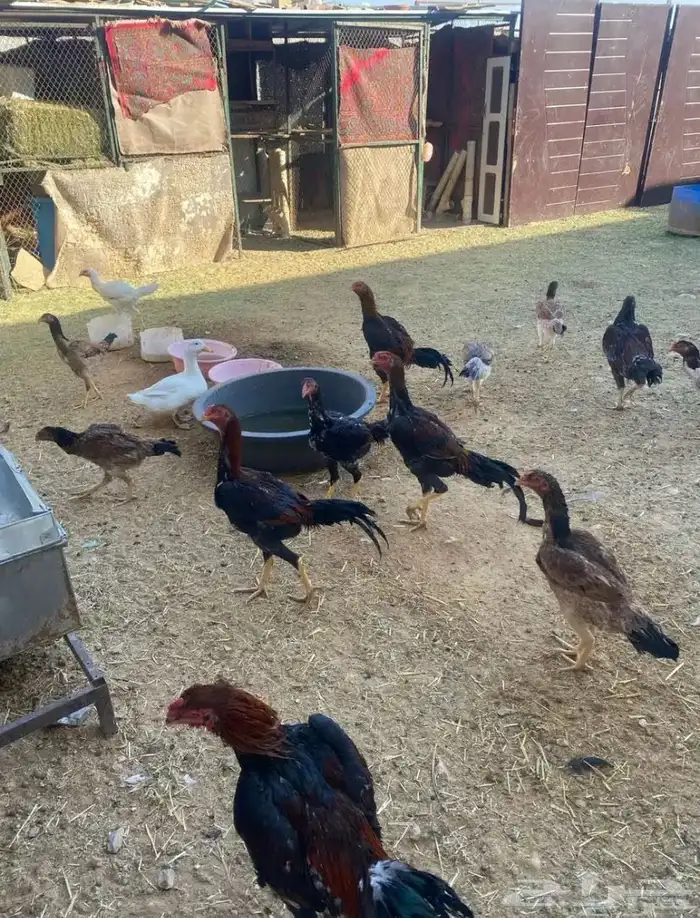 ديك و دجاج شامو يباني للبيع 10