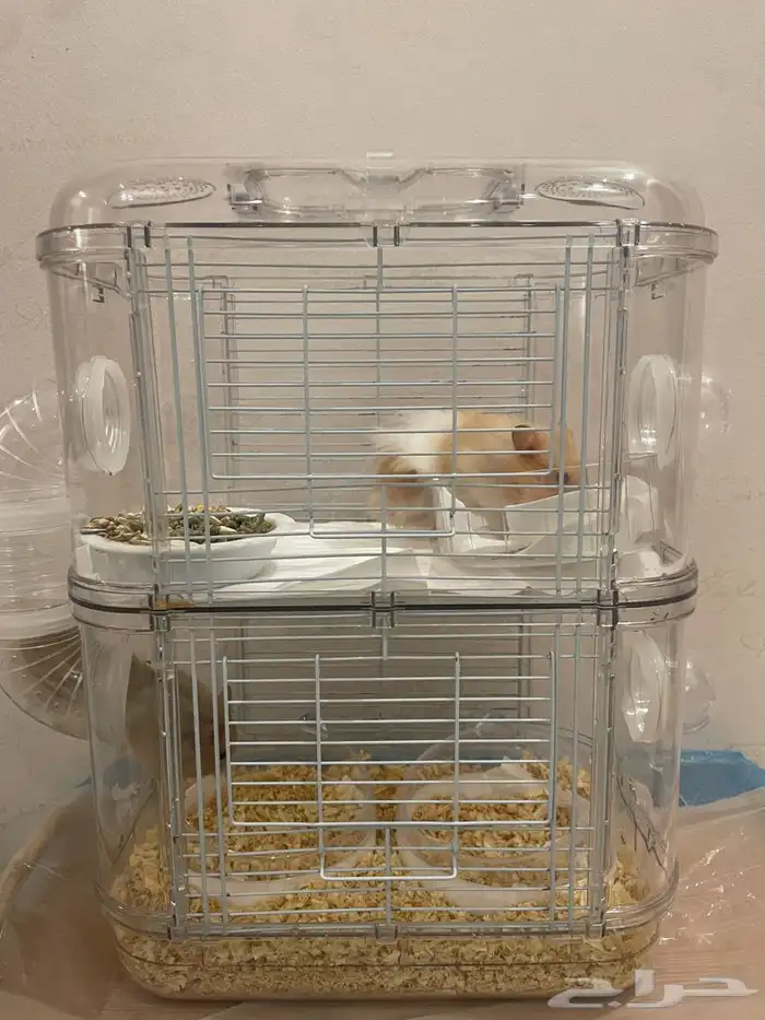 هامستر للبيع 1