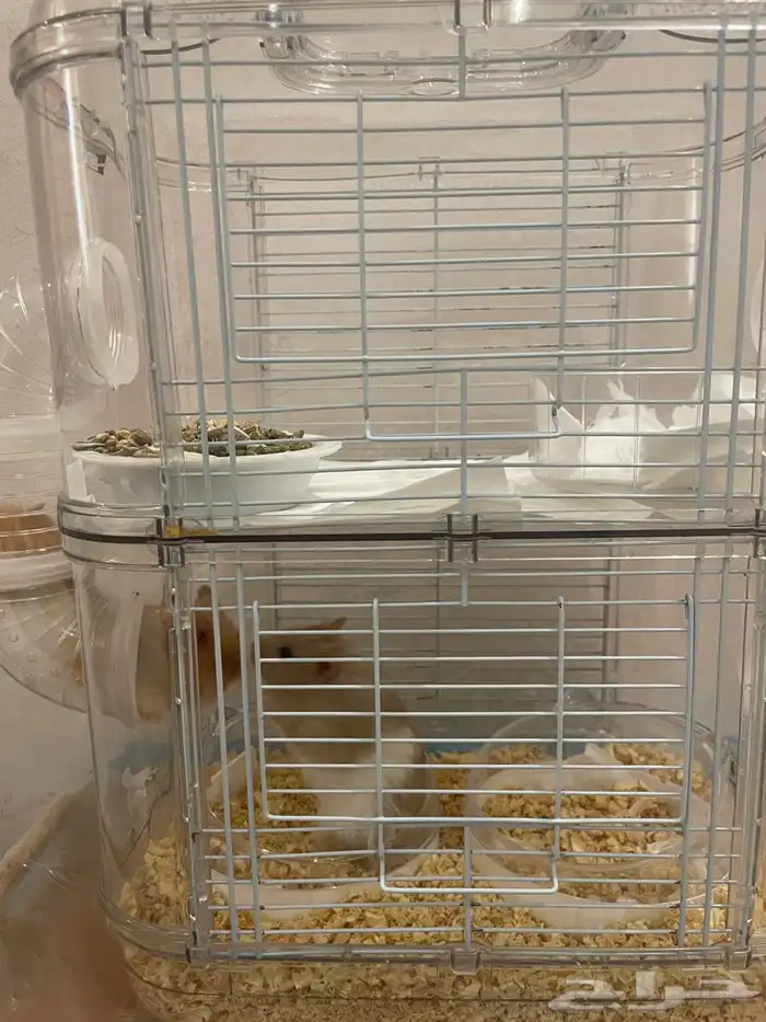 هامستر للبيع 0